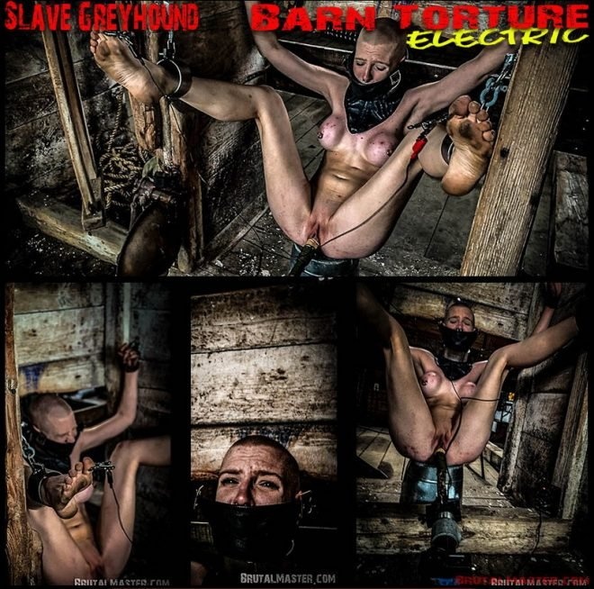 Slave Greyhound Barn Torture Electric (2022 | FullHD)